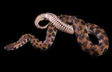 Image of Kirtlands Water Snake model.