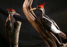 Image of Ivory-billed Woodpecker compared with the common Pileated Woodpecker on the left