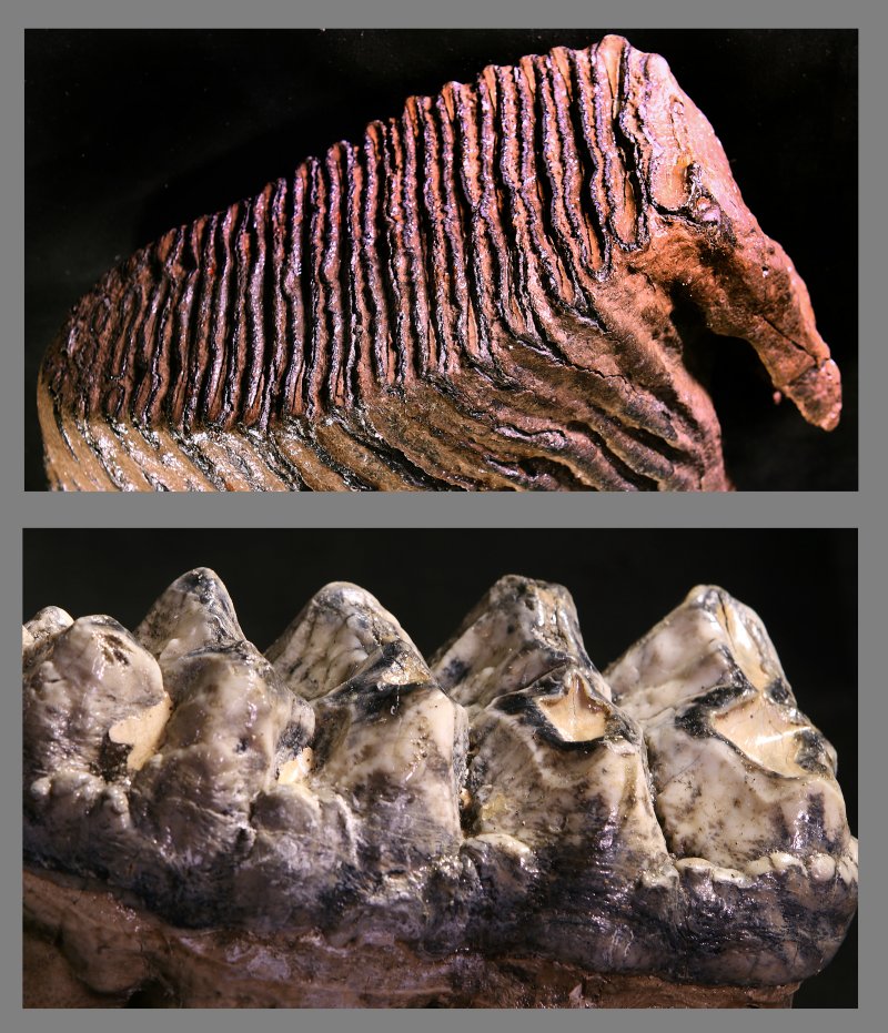 Mastodon Tooth
