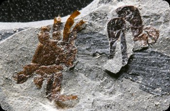 Image of Fossil Scorpion