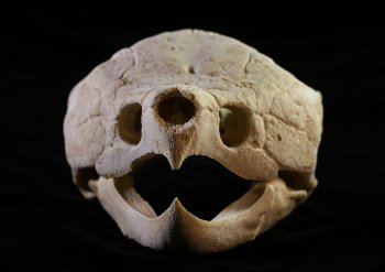 Image of Alligator Snapping Turtle skull