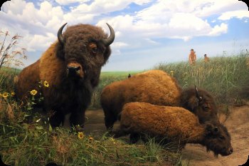 Image of Bison on the Illinois prairie, Illinois State Museum Changes exhibit.