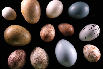 Image of Bird Egg Collection