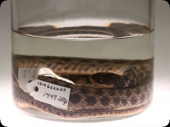Image of Kirtlands Water Snake specimen.