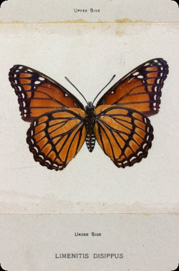 Image of butterfly transfer print.