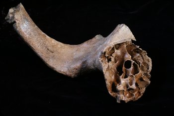 Image of Lincoln College Mammoth bone