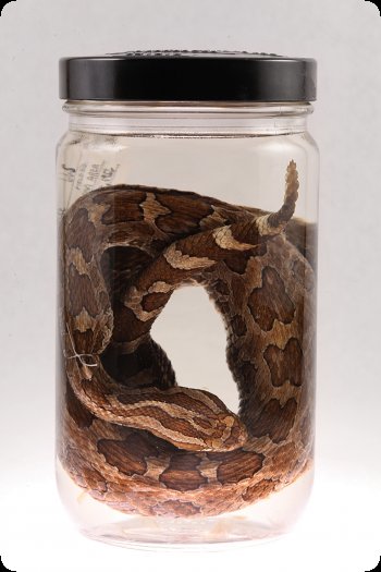 Image of preserved Massasauga Rattlesnake specimen.