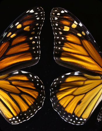 Wing detail image of male (right) and female Monarch butterflies.