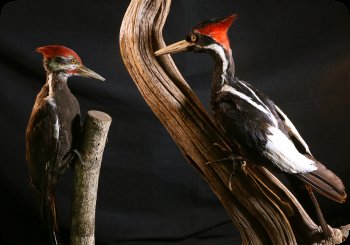 Image of Ivory-billed Woodpecker compared with the common Pileated Woodpecker on the left