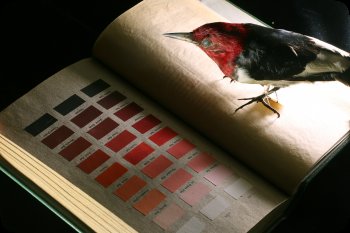 Image of pages from Robert Ridgway's Color Standards and Nomenclature, 1912.