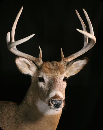 Image of White-tailed Deer Buck