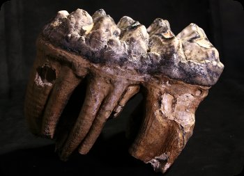 Image of Mastodon molor tooth.
