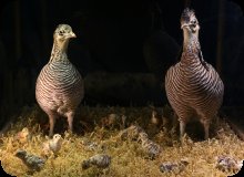 Image of The Greater Prairie Chicken