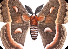 Image of moth transfer print.