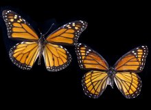 Image of Monarch (left) and Viceroy butterflies.