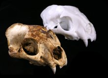 Image of Cougar skull and 3D replica.