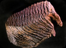 Mammoth Tooth Image of Mammoth Tooth.