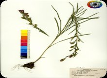 Image of Barrelhead Blazing Star plant specimen.