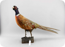 Image of Ring-necked Pheasant mount.