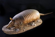 Image of Armadillo taxidermy mount.
