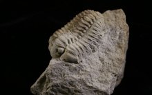 Image of a Trilobite