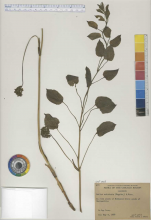 Image of Illinois Greenbrier plant specimen.