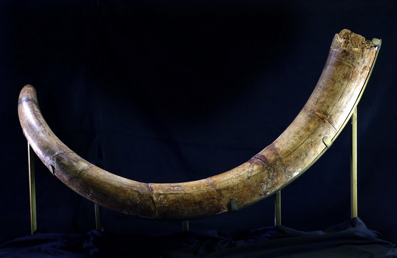 Carved Ivory Tusk