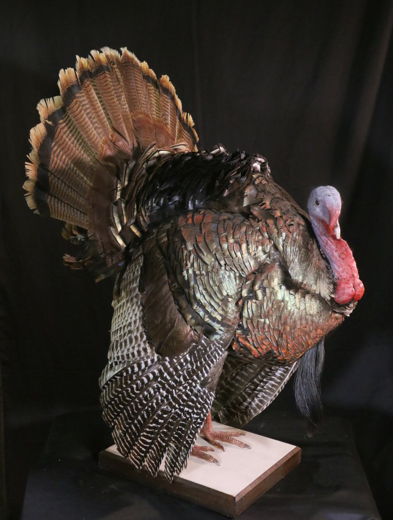 NO573 2006年製 WILD TURKEY 立体メタル 鏡面仕上げ シルバー 希少