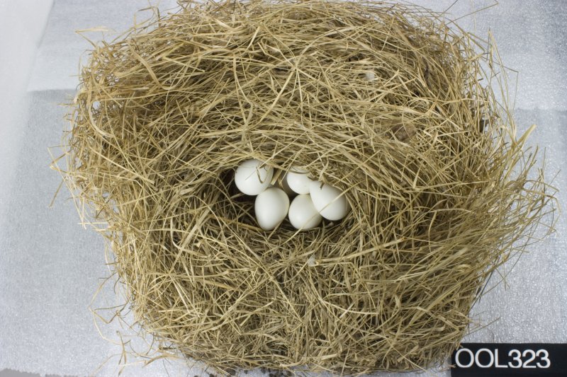 northern bobwhite eggs