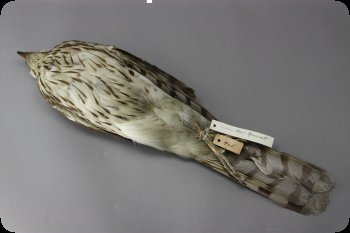 Image of a Cooper's Hawk study skin.