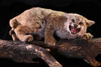 Image of Bobcat taxidermy mount.
