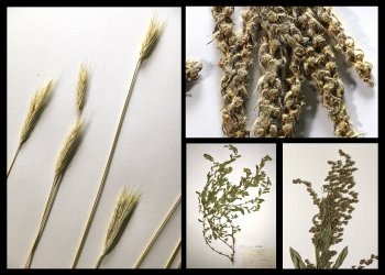 Image of several plants cultivated by native people.