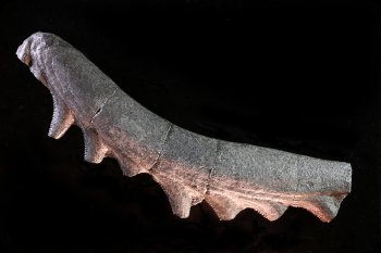 Image of Fossil Fish Jaw “Tooth Whorl”