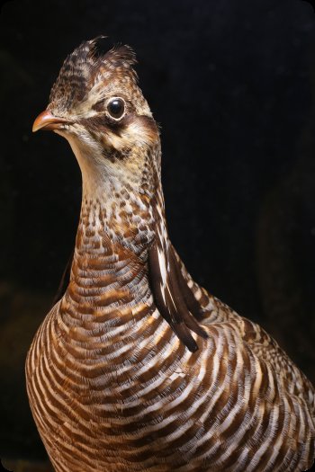 Image of The Greater Prairie Chicken