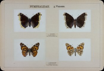 Image of butterfly transfer prints.