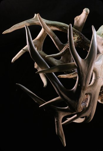 Image of Locked Antlers