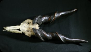 Image of horns from Theodore Roosevelt's hunting trip.