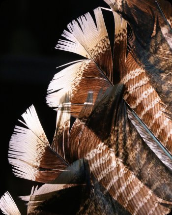 Detail image of Eastern Wild Turkey feathers.