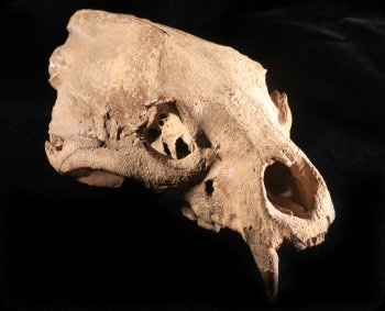 Image of Black Bear skull.