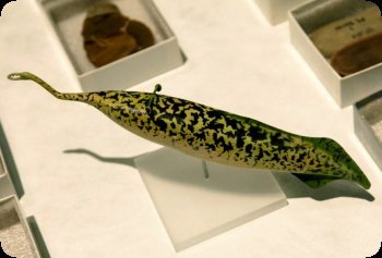 Image of 3D model of Tully Monster, courtesy of the Field Museum.