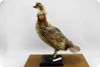 Image of Male Greater Prairie Chicken mount. 