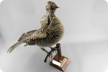 Image of Female Greater Prairie Chicken mount. 
