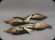 Image of Passenger Pigeon study skins.