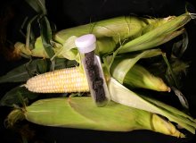 Compare the size of ancient corn cob with modern-day corn. Image of ancient corn cob and modern-day corn.