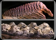 Image of Mammoth, Mastadon tooth comparison.